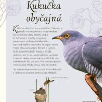 Vtáky a ich výnimočné schopnosti – náhľad 2