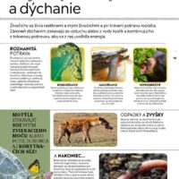 Detská encyklopédia zvierat – náhľad 2